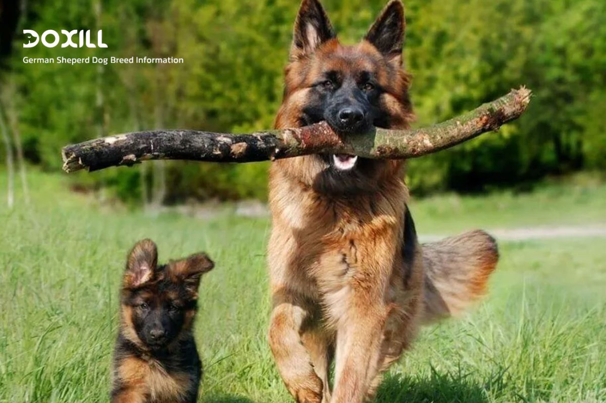 شناخت کامل سگ ژرمن شپرد، German Sheperd Dog Breed Information