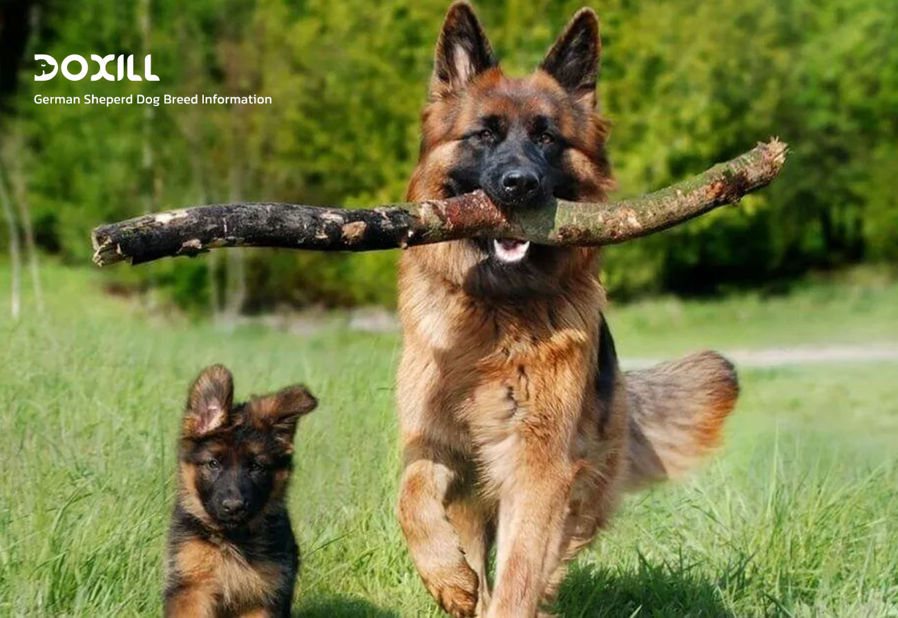 شناخت کامل سگ ژرمن شپرد، German Sheperd Dog Breed Information