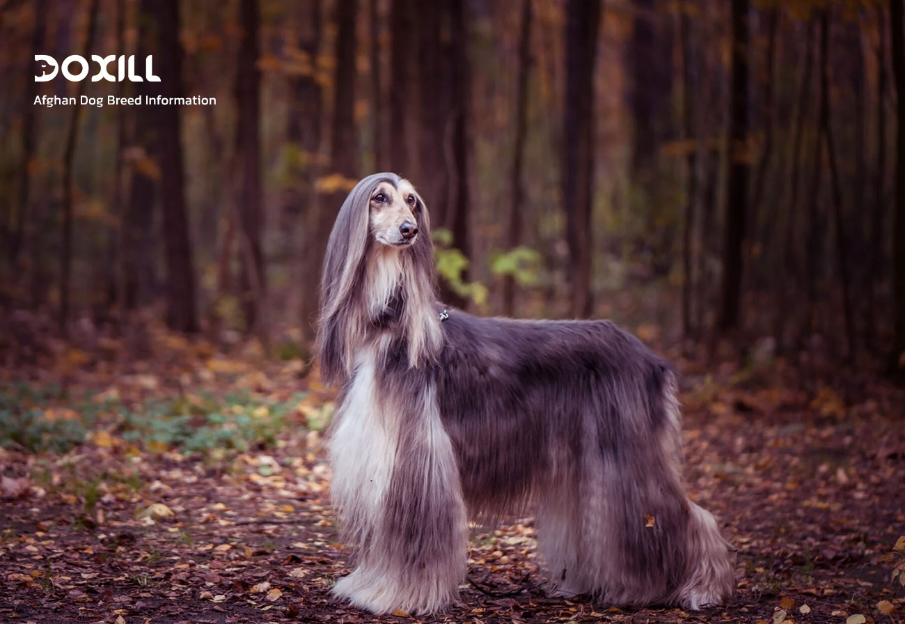 همه چیز درباره سگ افغانی، Afghan Dog Breed Information