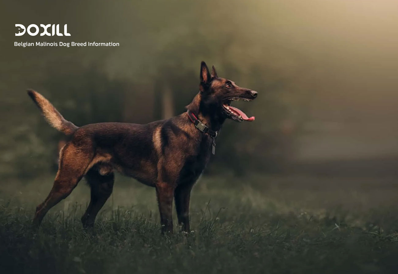 همه چیز درباره سگ مالینویز بلژیکی ، َBelgian Malinois Dog Breed Information