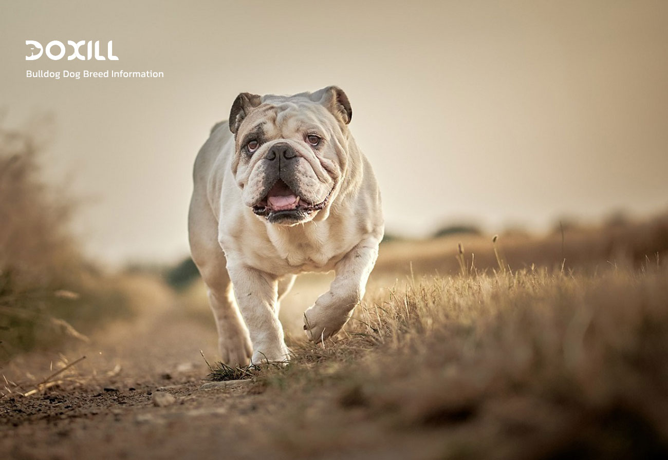 همه چیز درباره سگ بولداگ انگلیسی ، bulldog Dog Breed Information