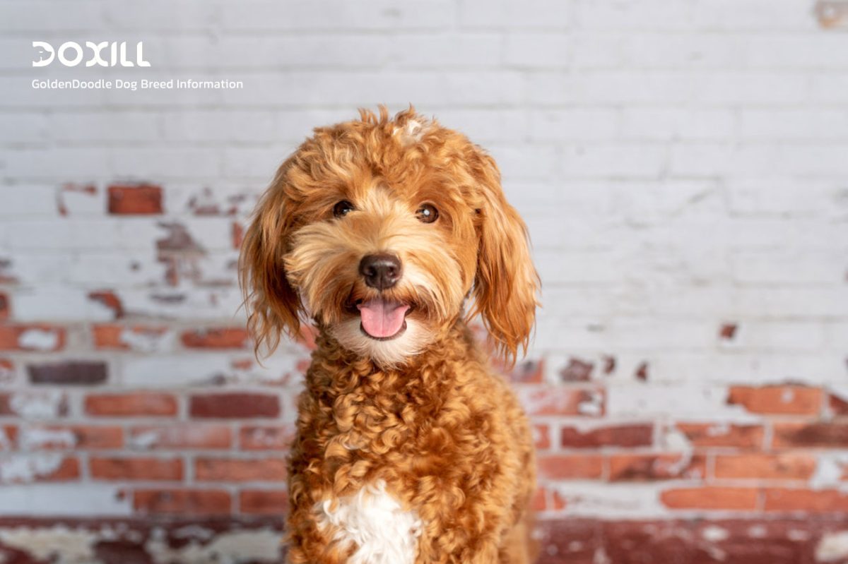 آشنایی با نژاد سگ گلدن دودل [Goldendoodle]